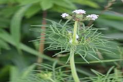 Lavandula bipinnata